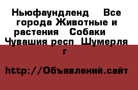 Ньюфаундленд  - Все города Животные и растения » Собаки   . Чувашия респ.,Шумерля г.